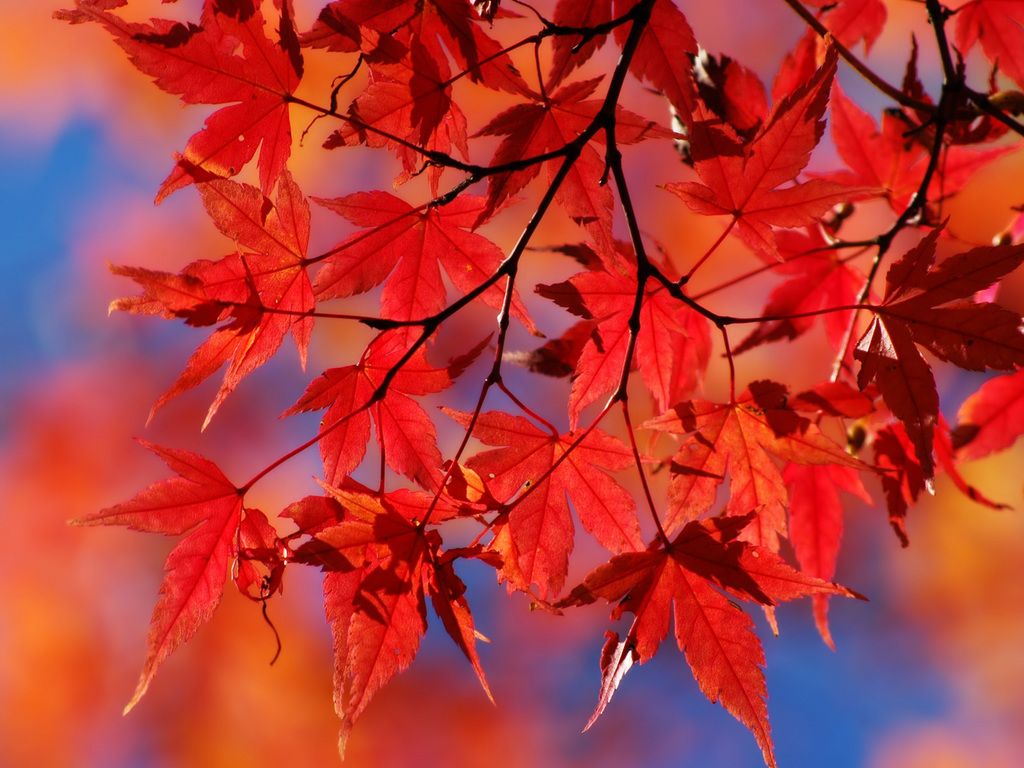 Foglie rosse d'autunno, 1024x768 HD, PC Desktop