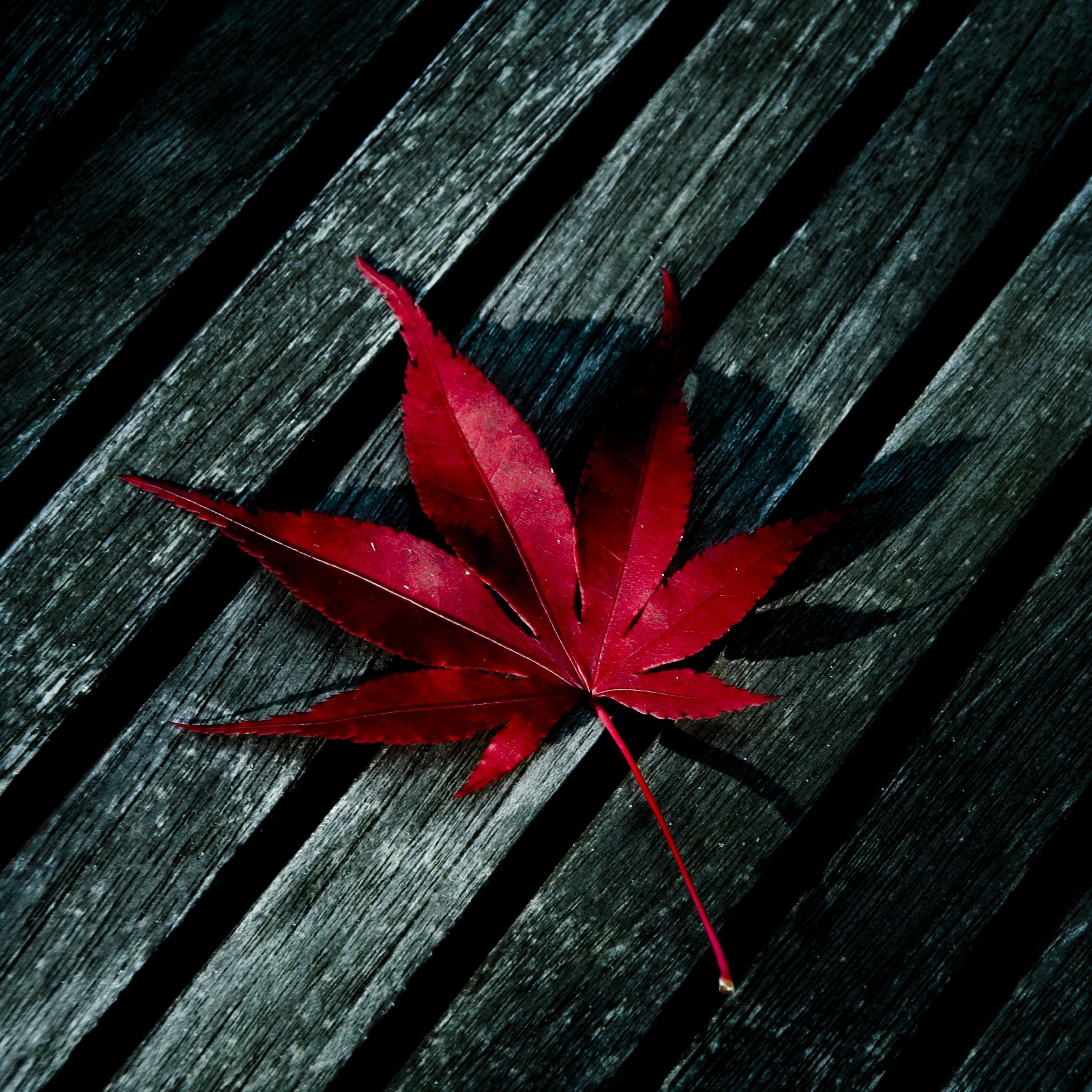 Foglia rossa acero su legno, 2048x2048 Hi-Res, Desktop