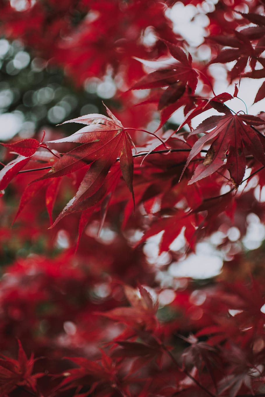 Foglie rosse di acero, 910x1365 Full HD Verticale, Smartphone