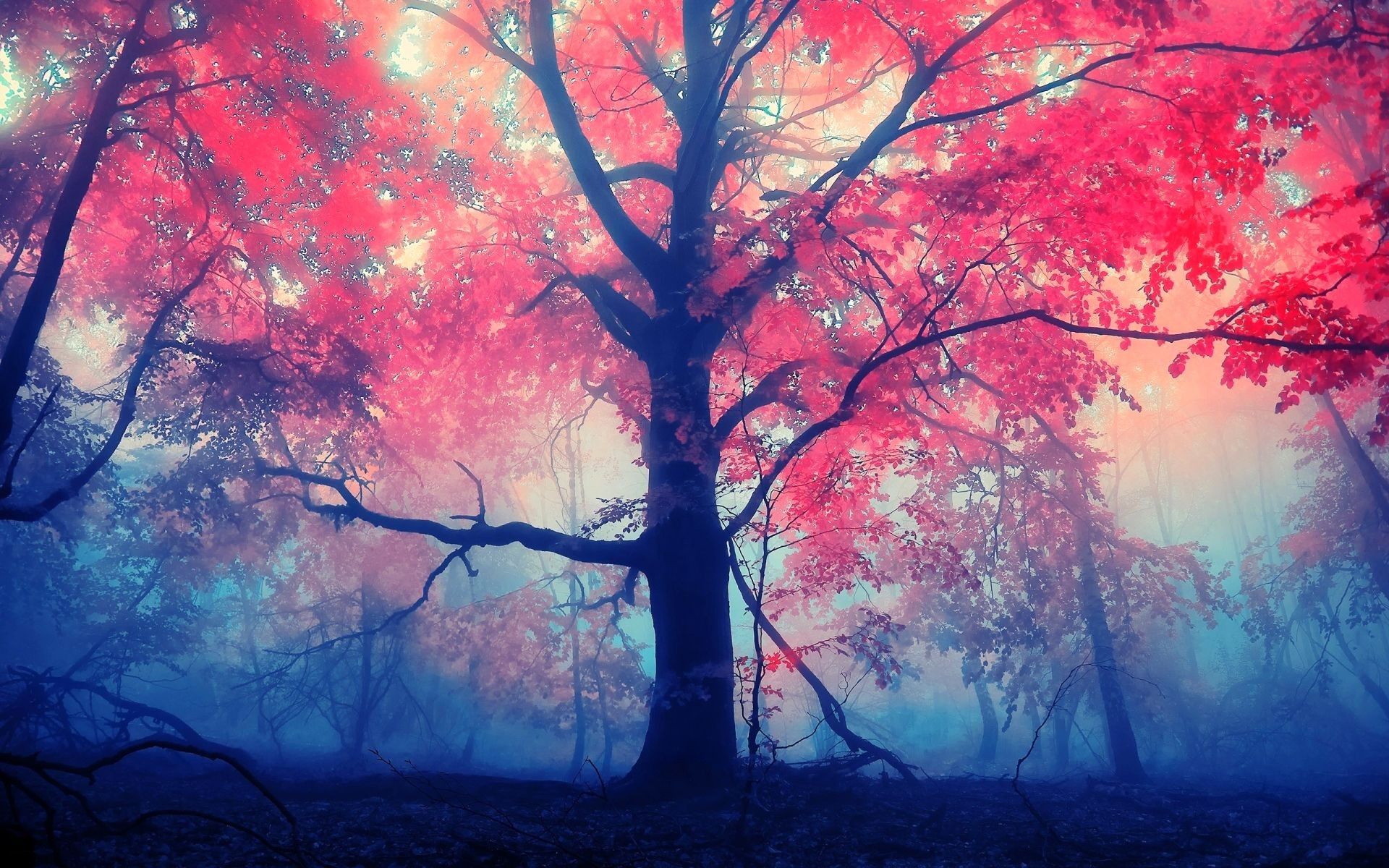 Albero con foglie rosse nella nebbia, 1920x1200 Full HD+ WUXGA, iMac