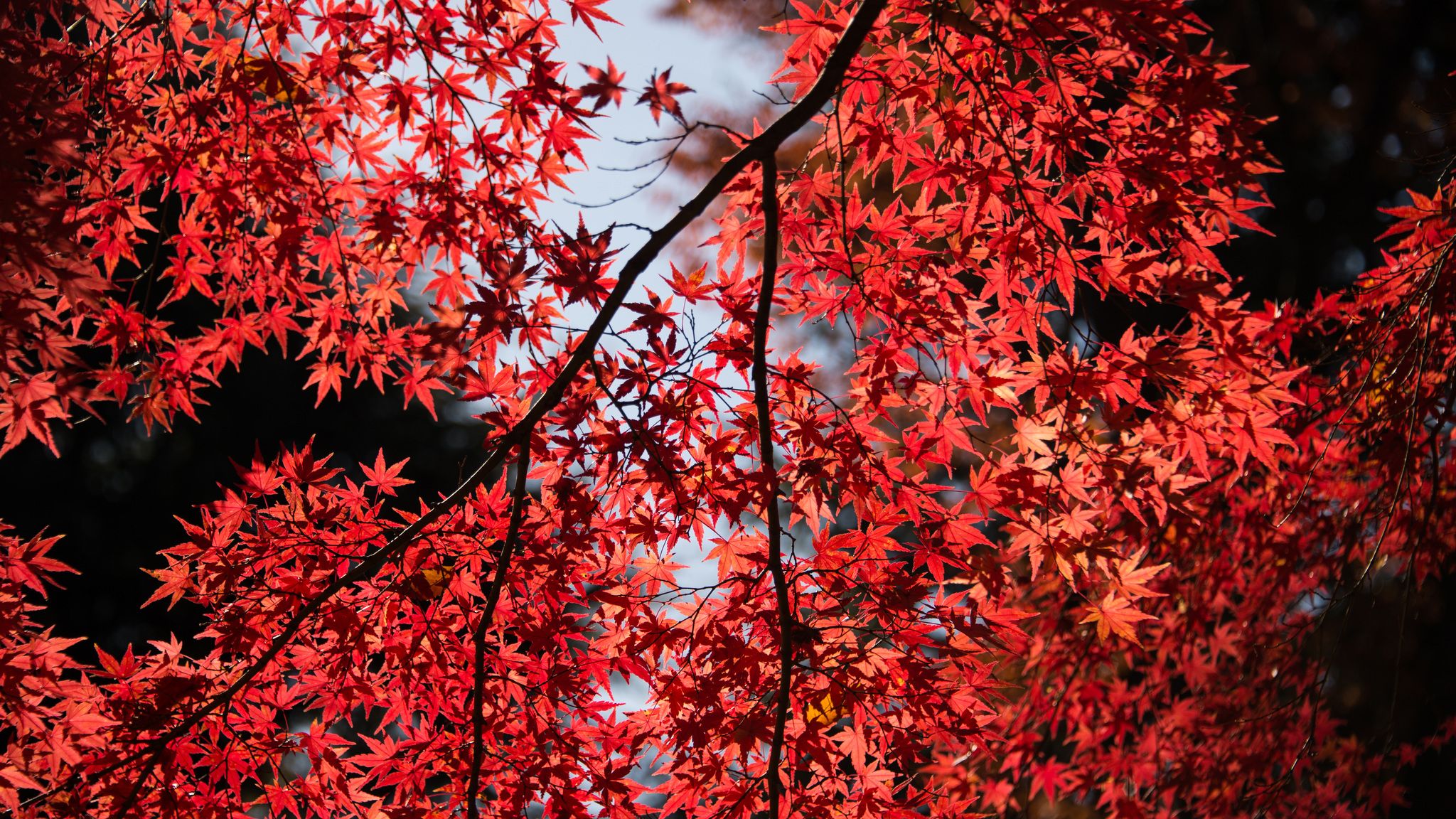 Foglie rosse d'acero ramo, 2048x1152 2K, PC