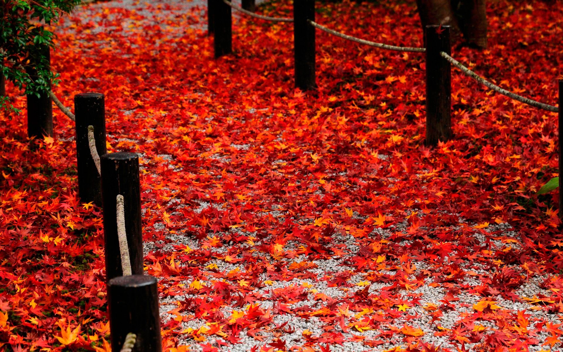 Foglie rosse autunnali a terra, 1920x1200 WUXGA, Desktop