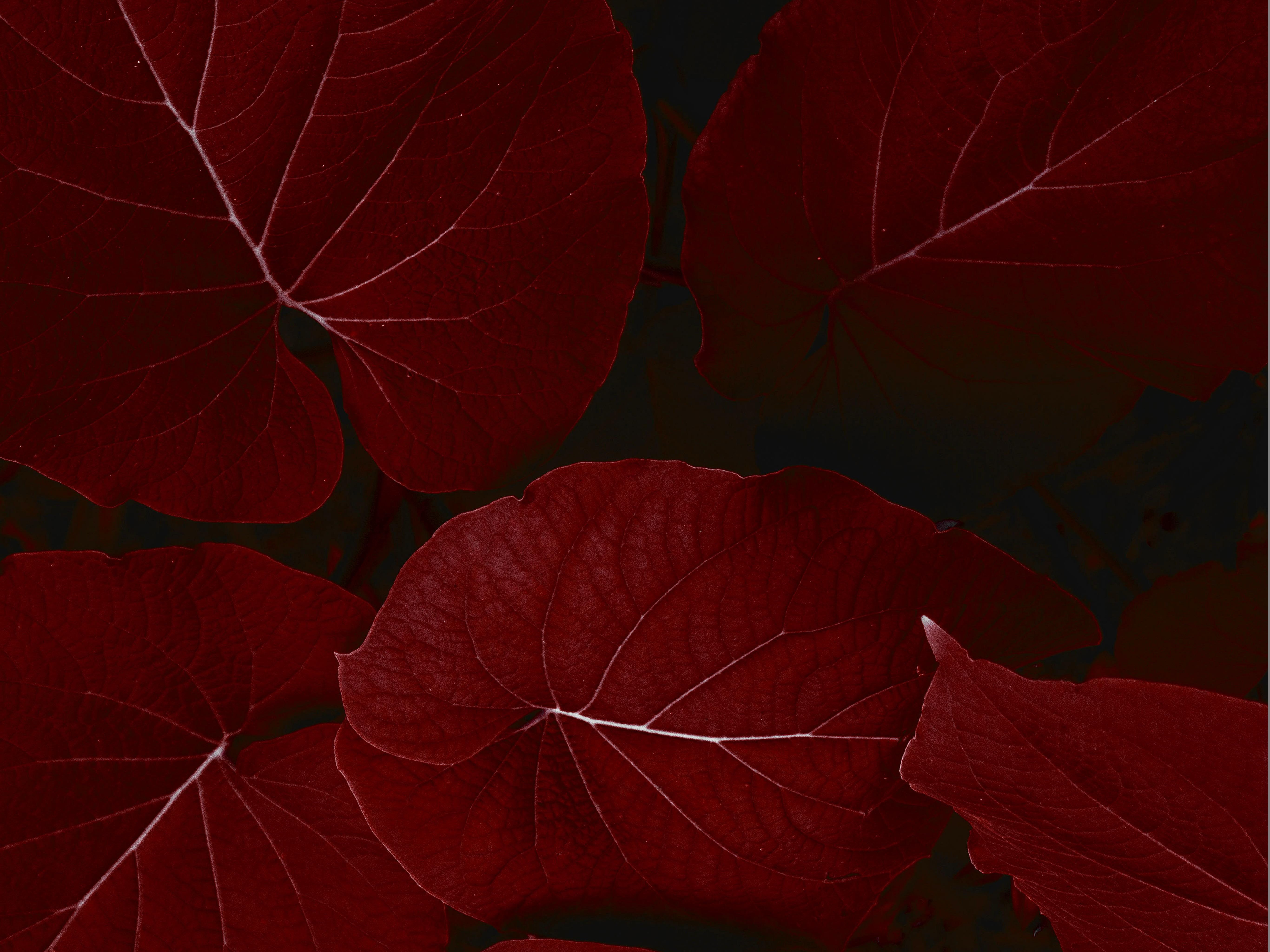 Foglie rosse ovali ravvicinate, 5464x4096 Ultra HD, 4K TV