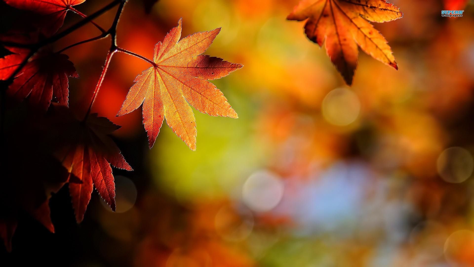 Foglie rosse autunnali sfocate, 1920x1080 Full HD 1080p, PC Desktop