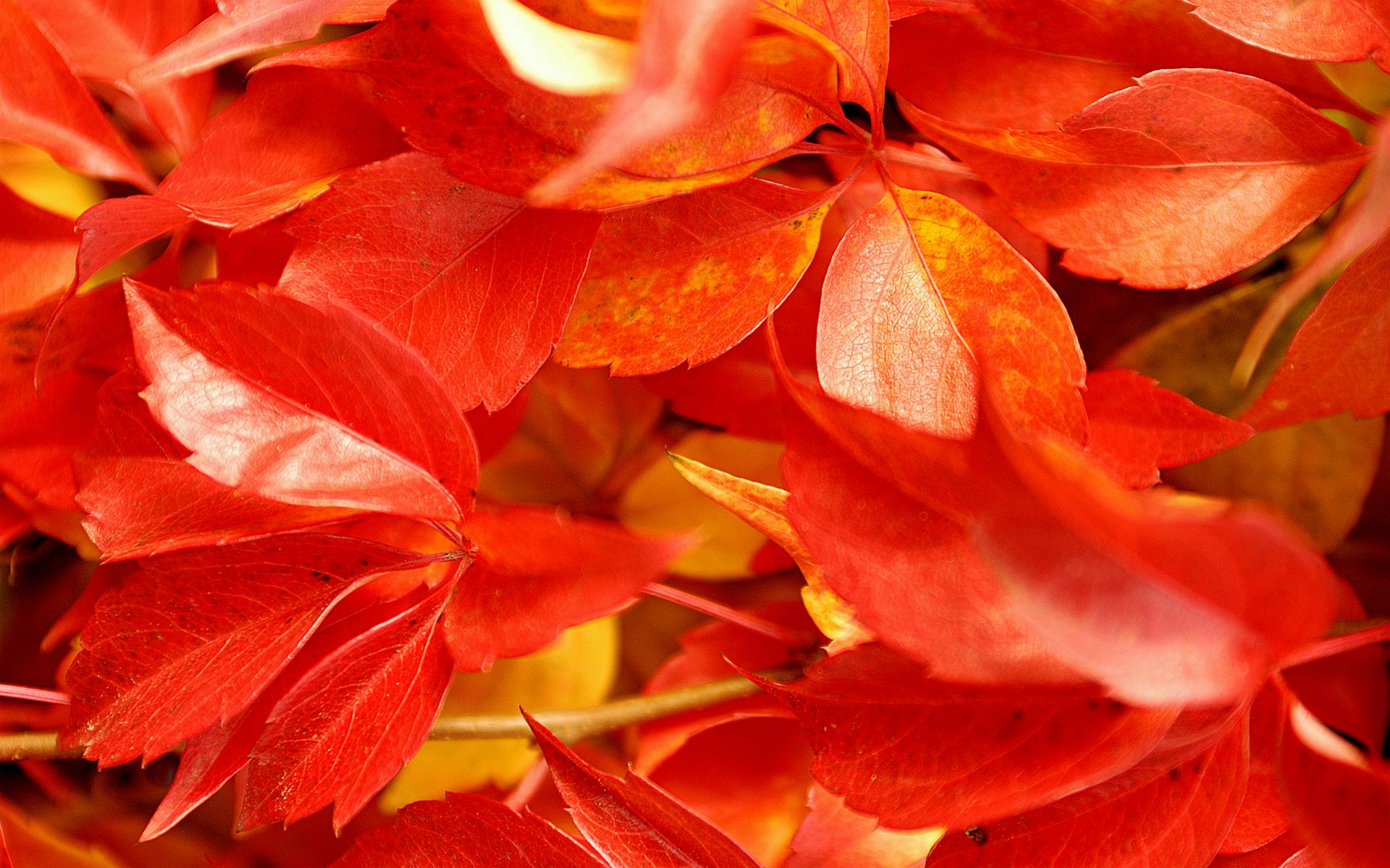 Foglie rosse autunnali, 1920x1200 Full HD+, Desktop