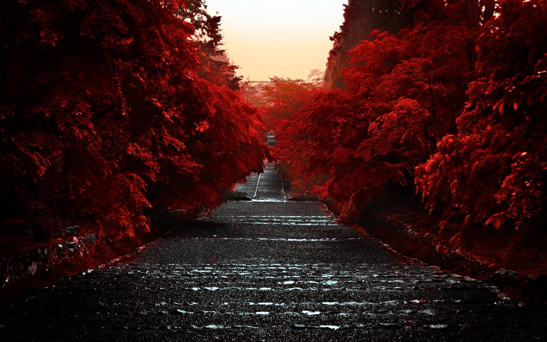 Sentiero tra foglie rosse, 1920x1200 WUXGA, PC