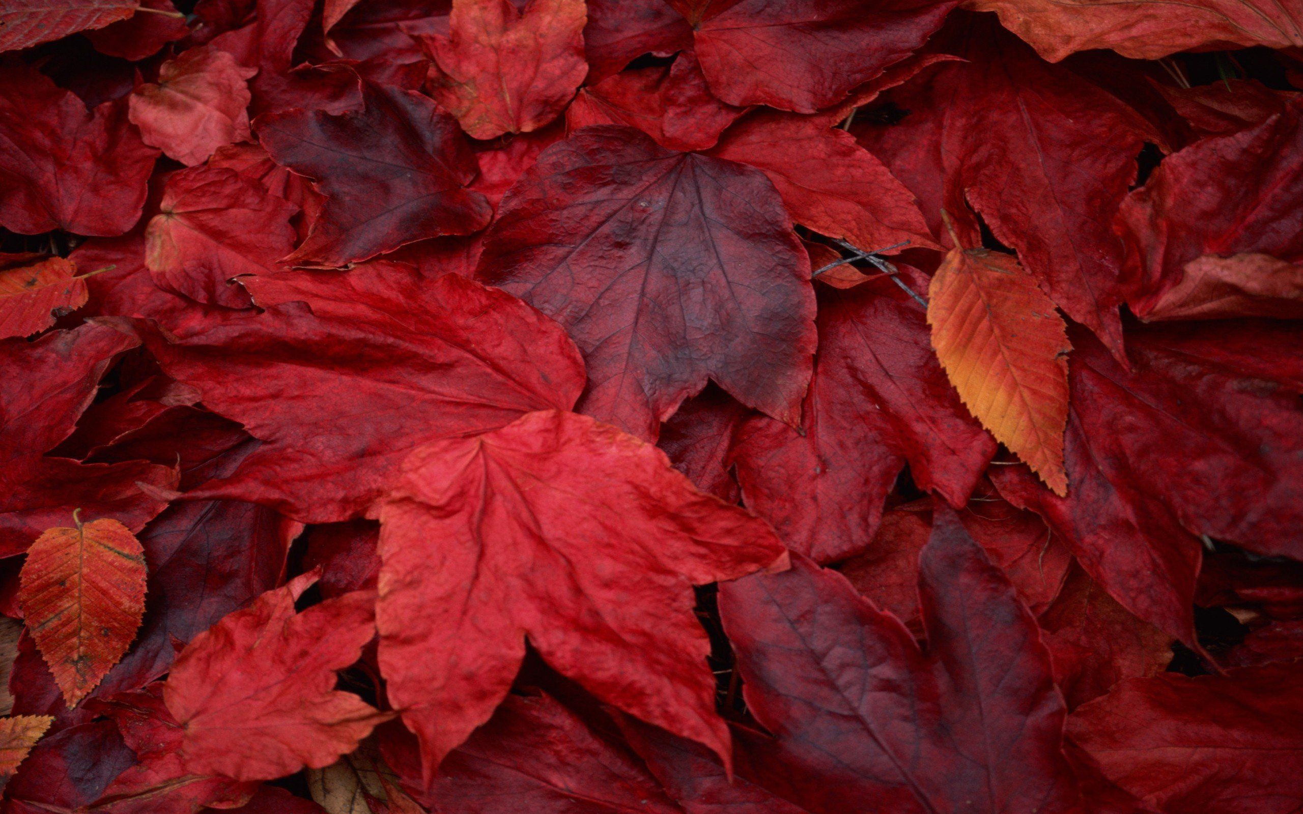 Foglie rosse autunnali, 2560x1600 2K, Desktop