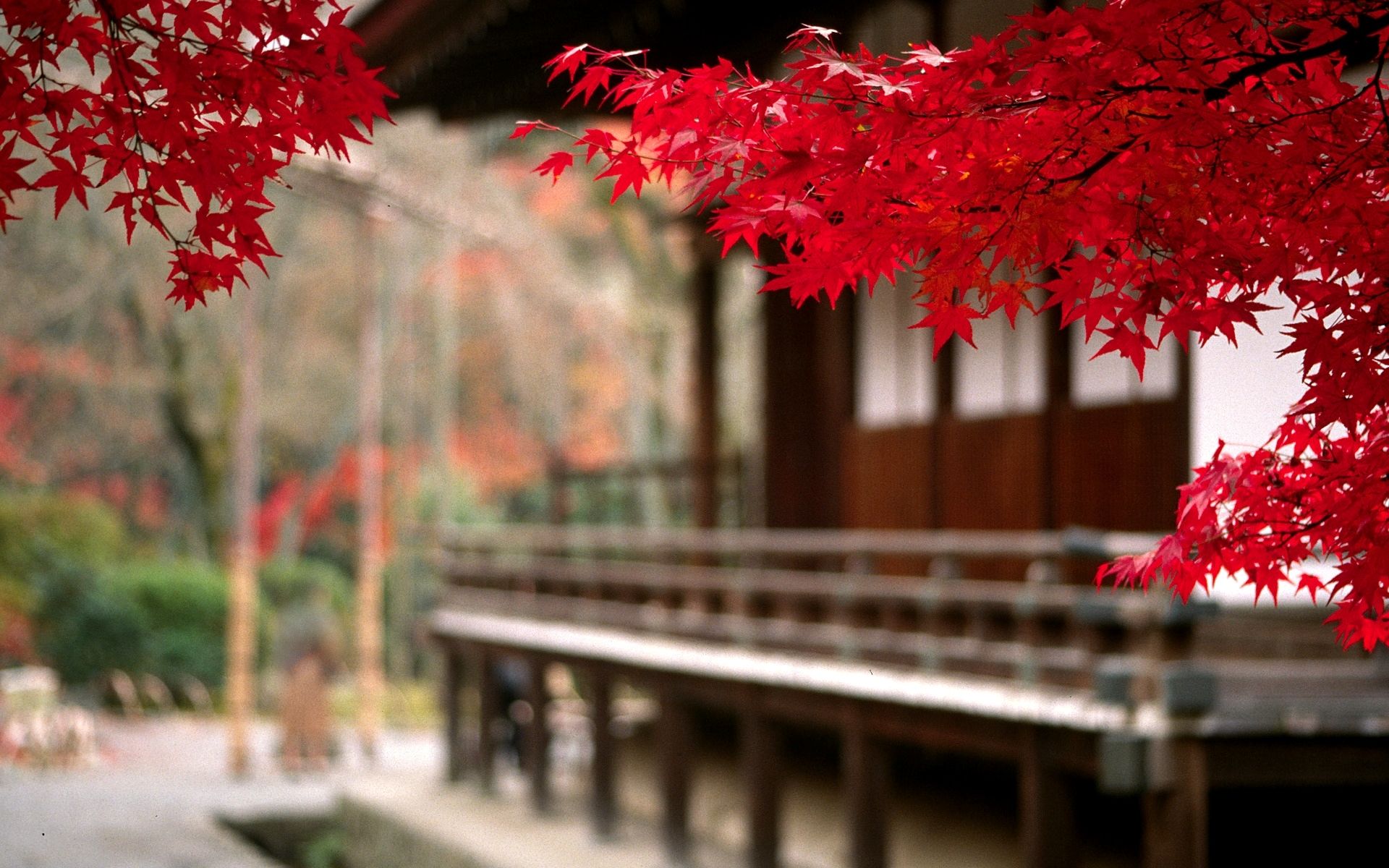 Foglie rosse acero giapponese, 1920x1200 Full HD+, Desktop