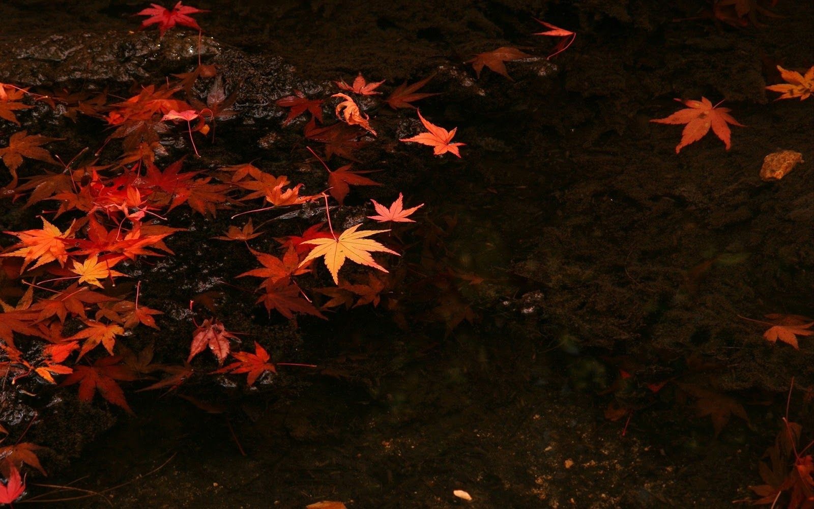 Foglie rosse su acqua scura, 1600x1000 HD, Laptop