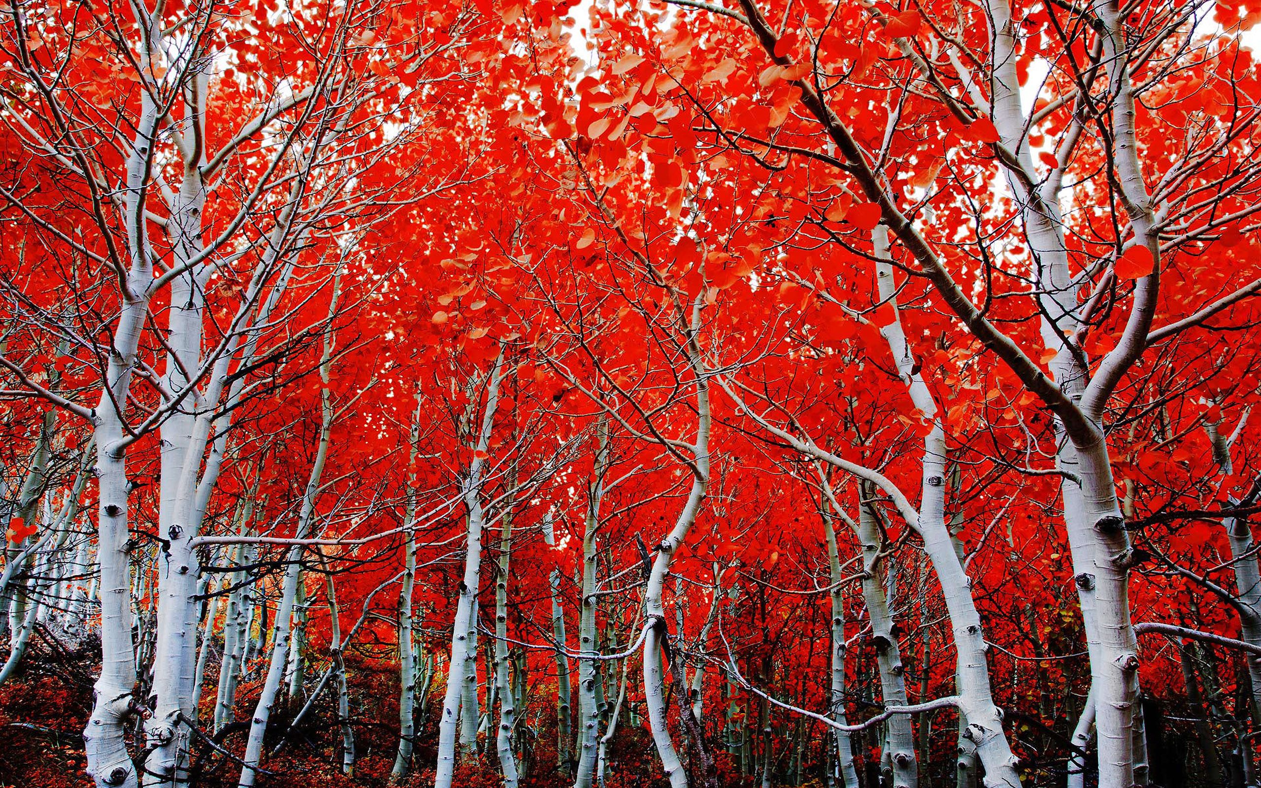 Betulle con foglie rosse autunnali, 2560x1600 2K+, MacBook Pro