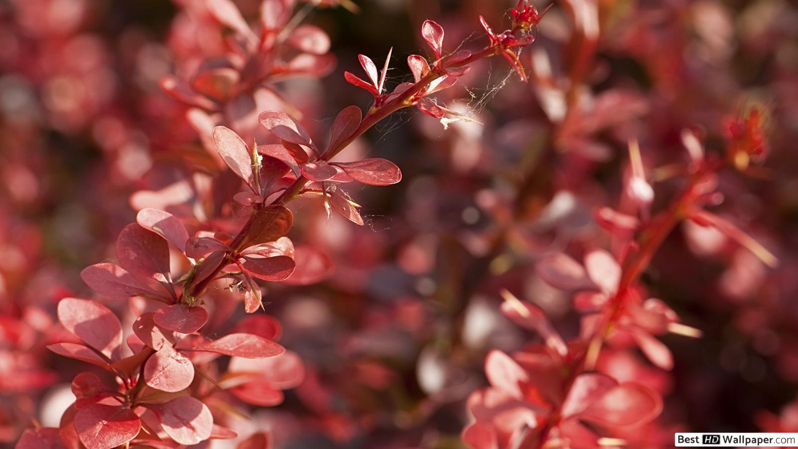 Foglie rosse su ramo, 1600x900 HD Ready, PC