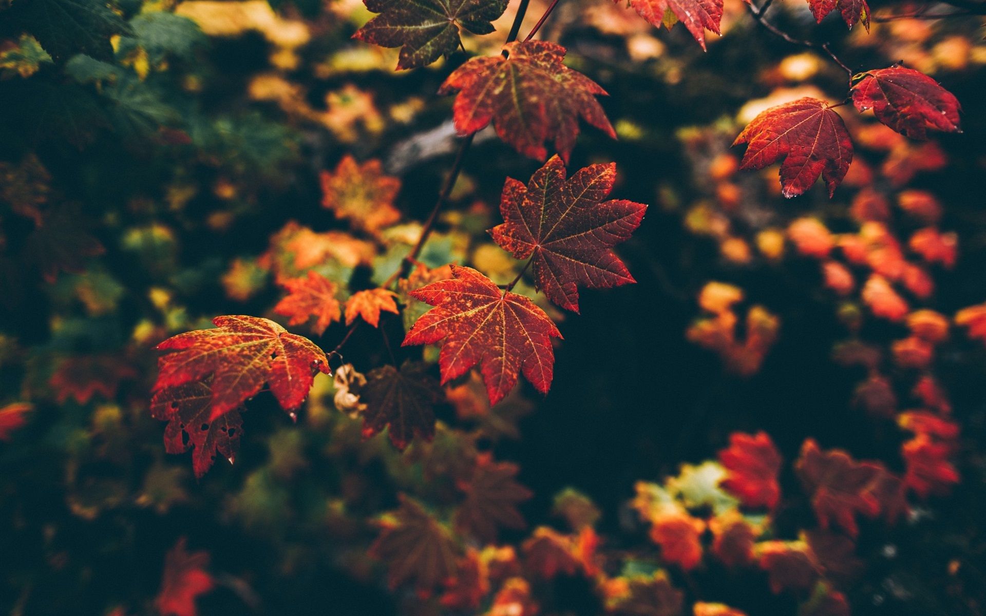 Foglie rosse autunnali sfocate, 1920x1200 WUXGA, Laptop