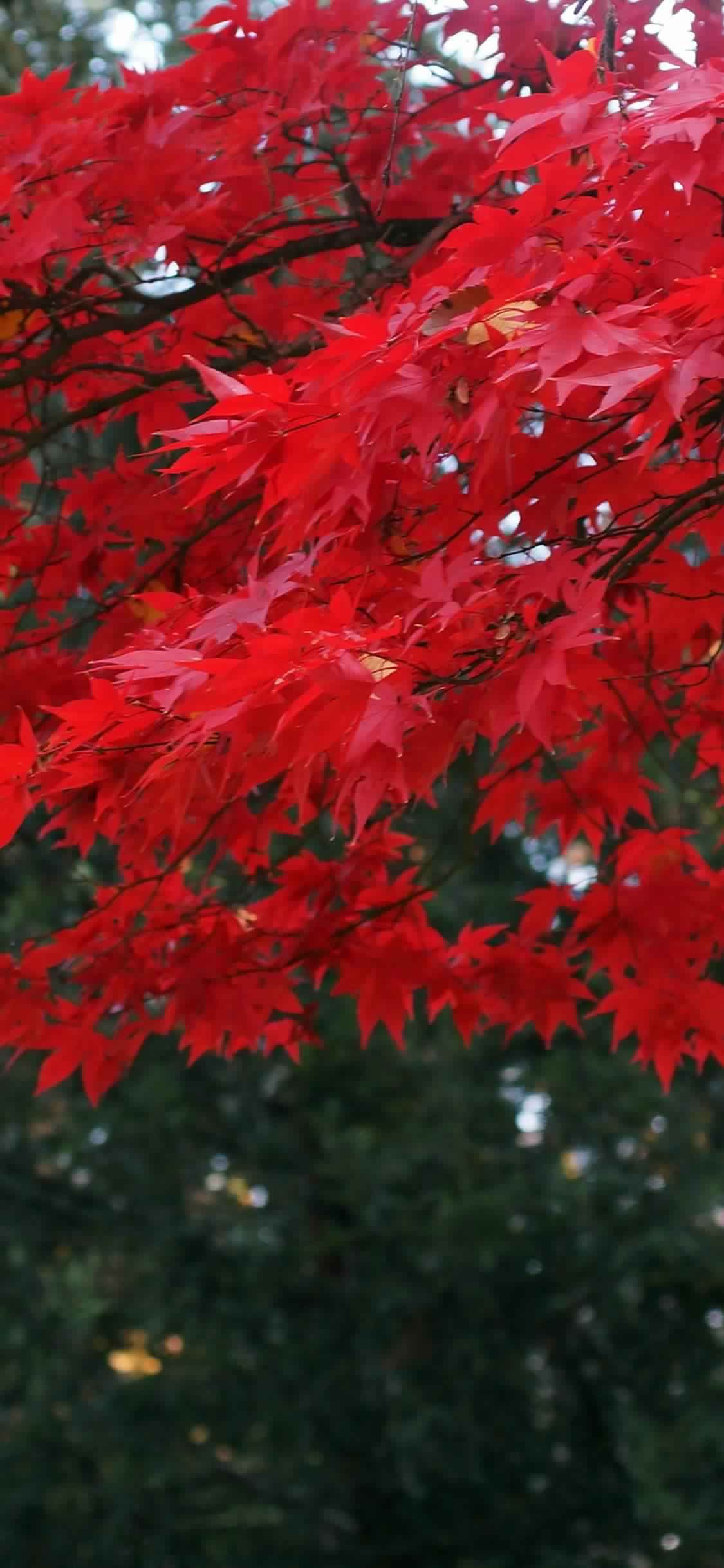 Foglie rosse acero autunno, 1125x2436 Verticale, Telefono