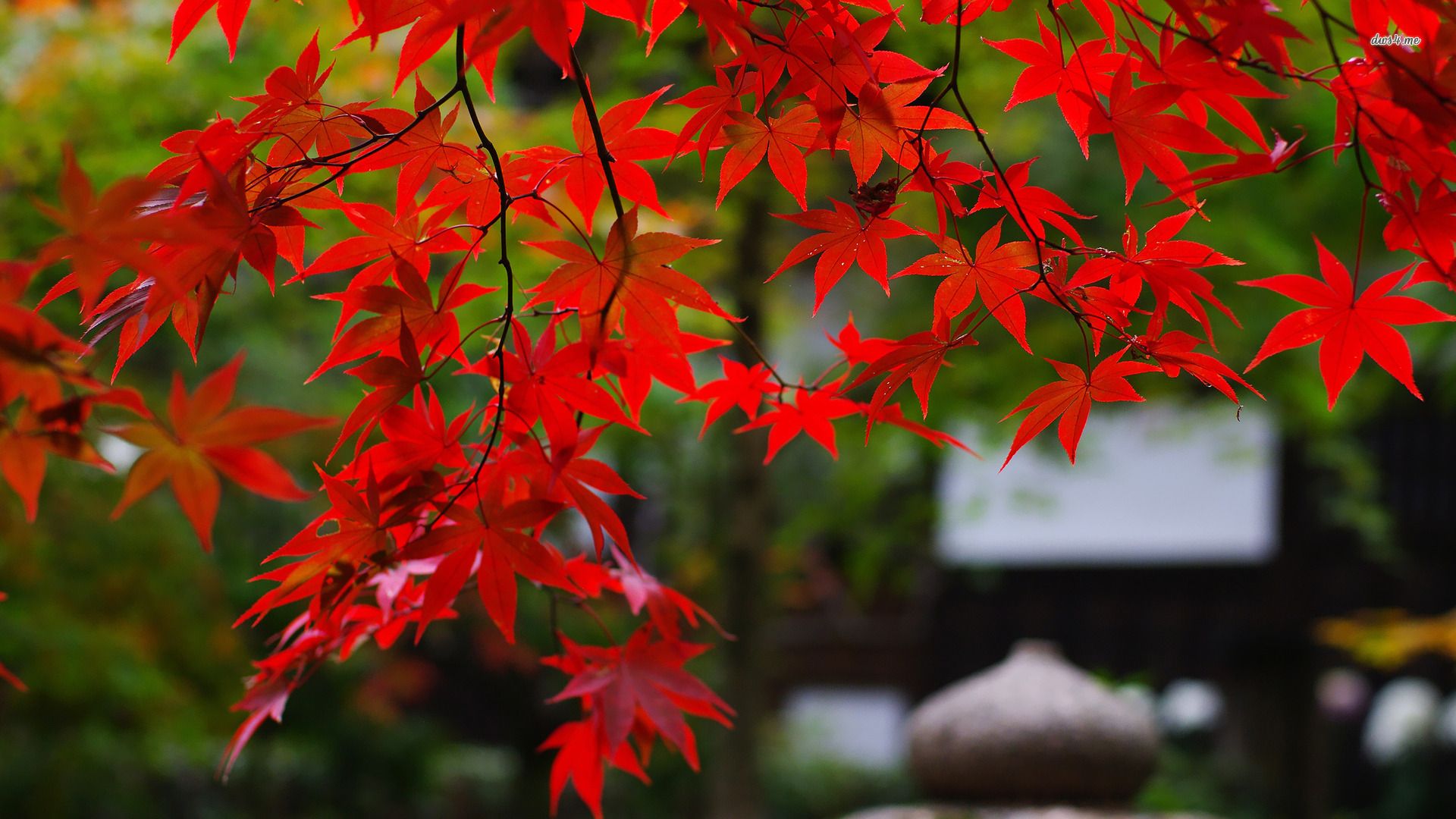 Foglie rosse d'acero autunno, 1920x1080 Full HD 1080p, Desktop