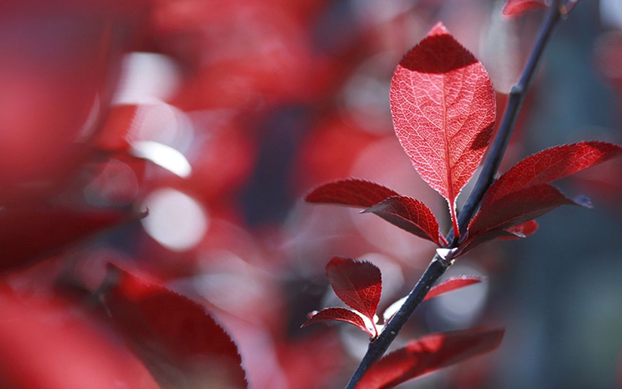 Ramo con foglie rosse, 1280x800 720p, Lenovo Legion
