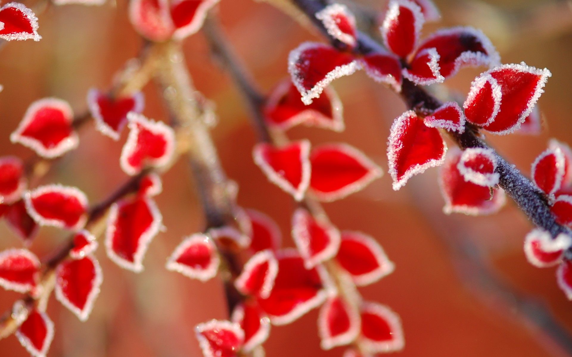 Foglie rosse brinate, 1920x1200 WUXGA, Desktop