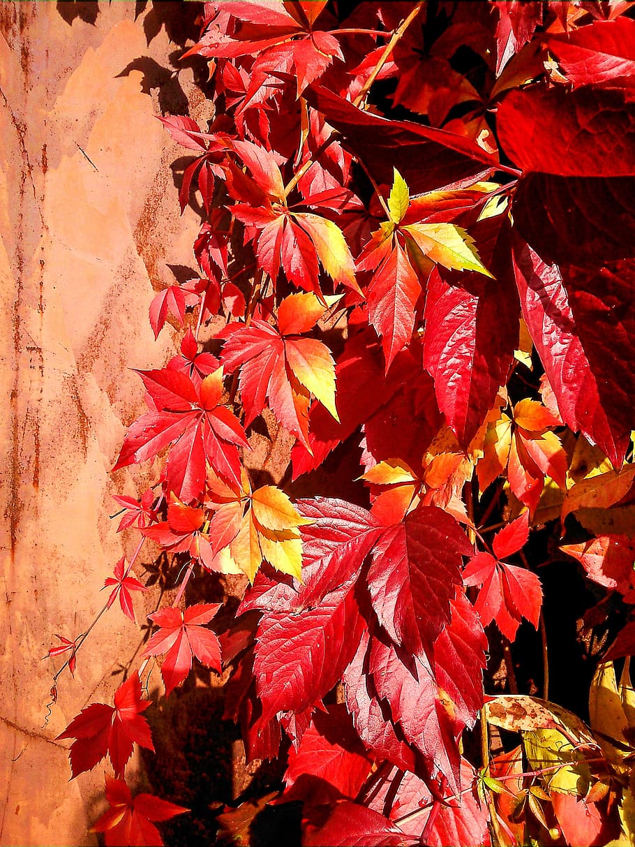 Foglie rosse autunnali su muro, 910x1213 Verticale, Telefono