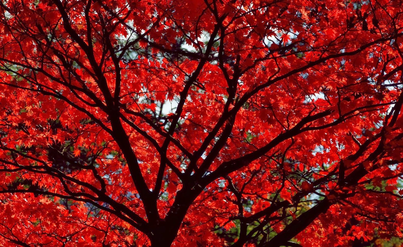 Albero con foglie rosse autunnali, 1600x979 900p, PC