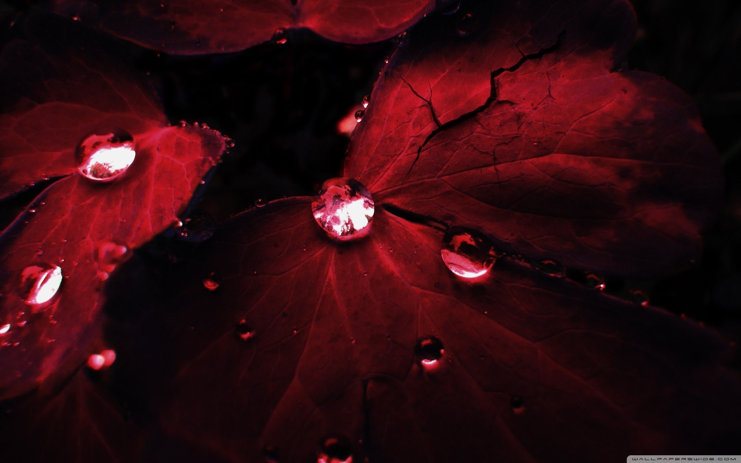 Foglie rosse con gocce d'acqua, 2560x1600 2K, Laptop