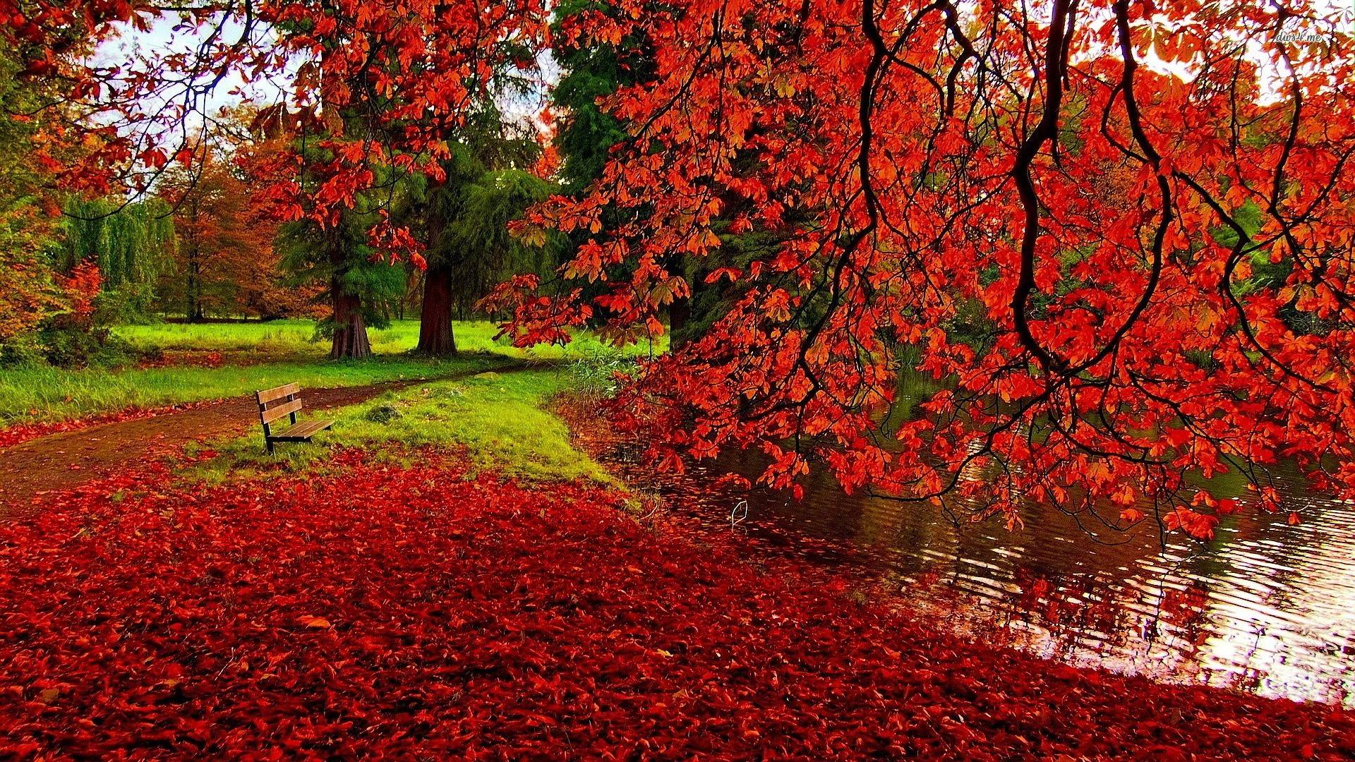 Foglie rosse autunnali parco, 1920x1080 Full HD 1080p, Desktop
