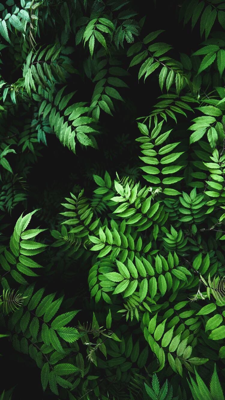 Foglie verdi tropicali dense, 750x1334 Full HD Verticale, iPhone
