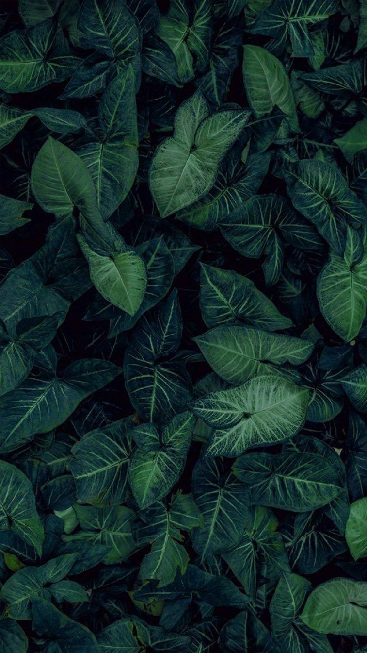 Foglie verdi tropicali scure, 757x1345 Full HD Verticale, Smartphone