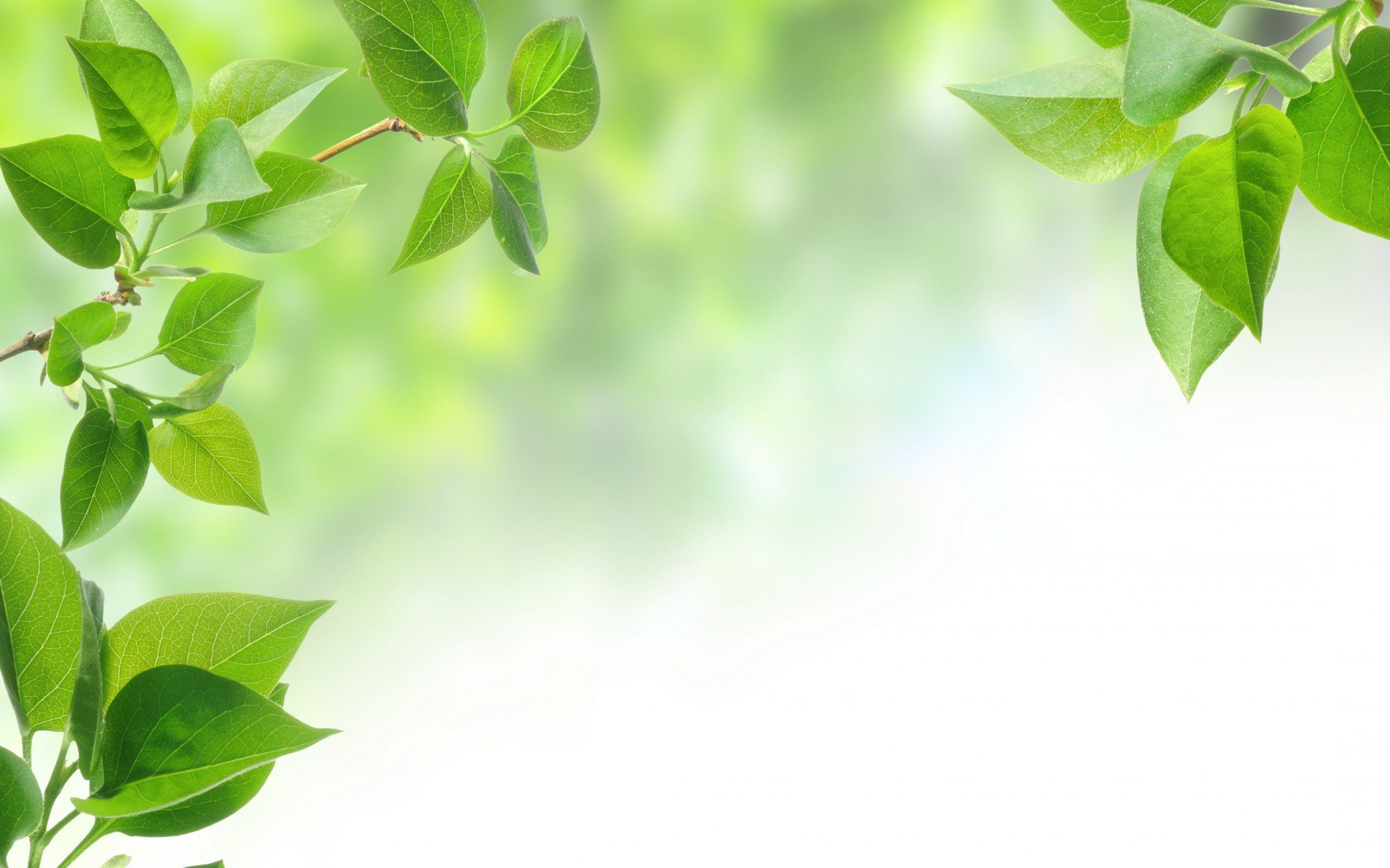 Foglie verdi su sfondo sfocato, 2560x1600 2K+, Desktop