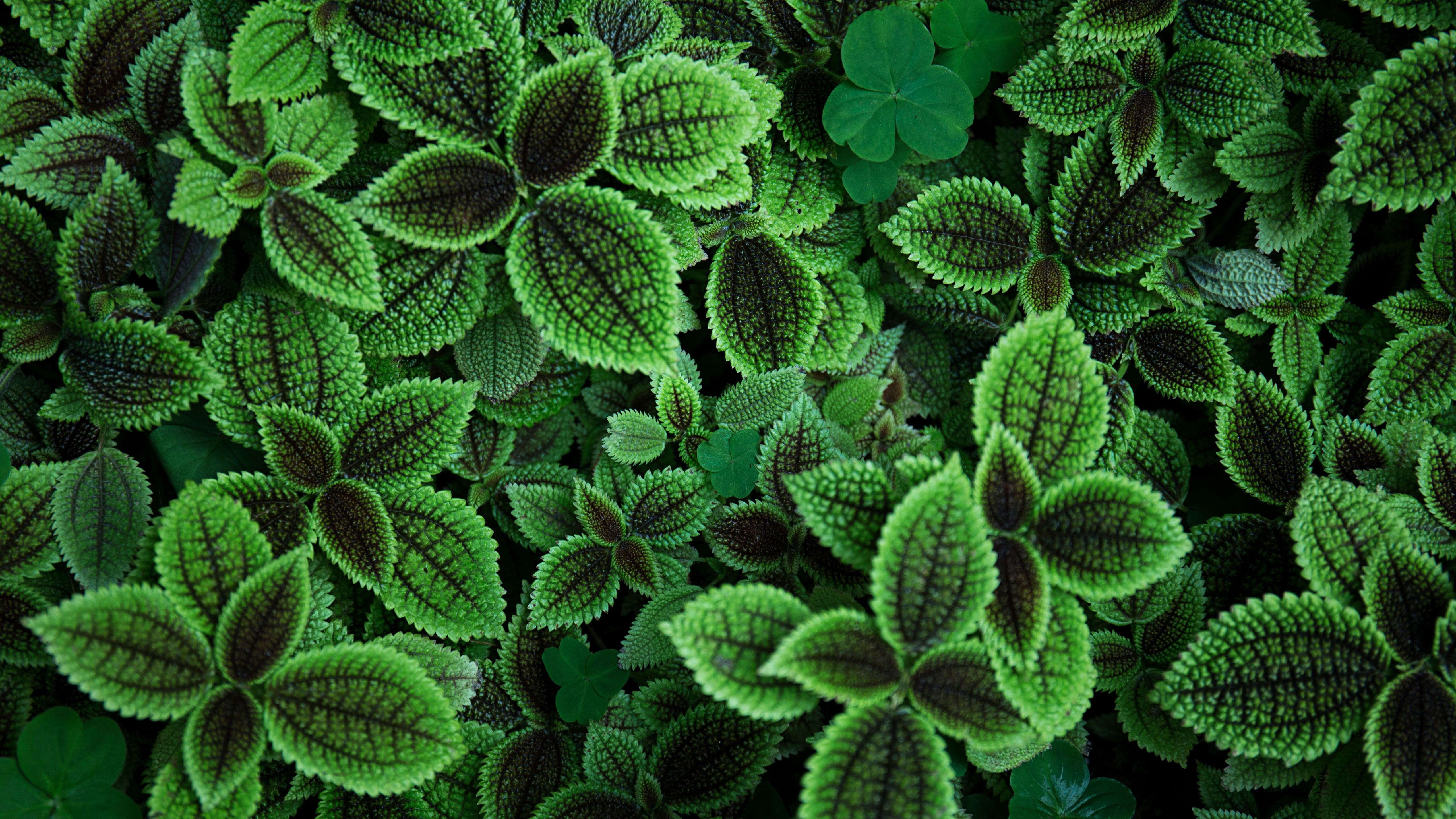 Foglie verdi ornamentali dettaglio, 5120x2880 UHD, Monitor 4K