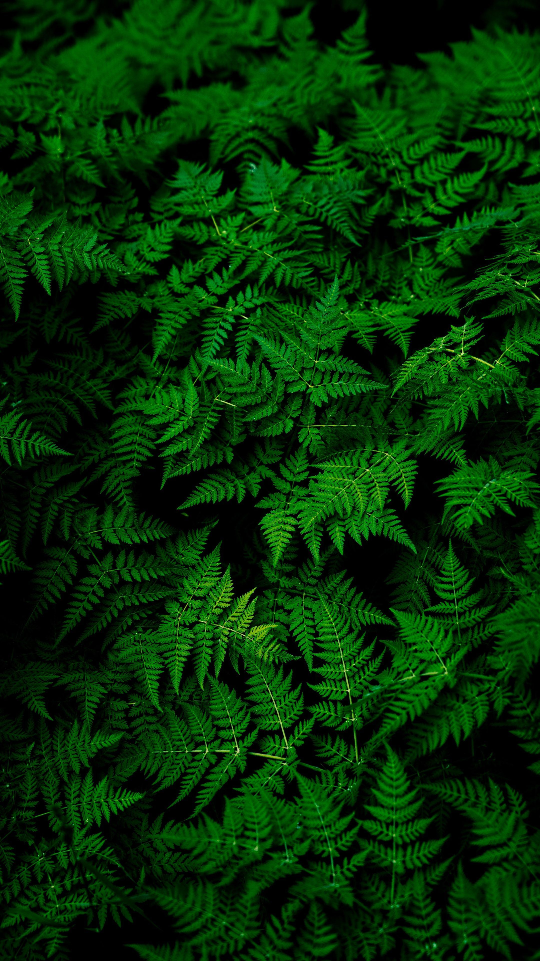 Foglie di felce verde scuro, 2160x3840 Full HD Verticale, iPhone