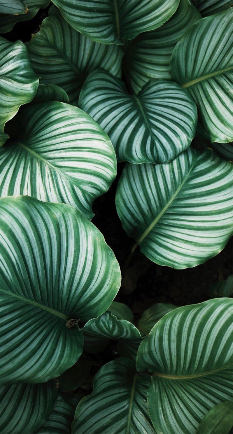 Foglie verdi tropicali striate, 757x1411 Verticale, Telefono
