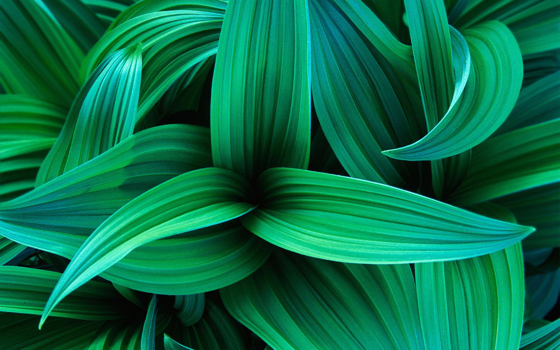 Foglie verdi tropicali striate, 1920x1200 Full HD+, PC Desktop