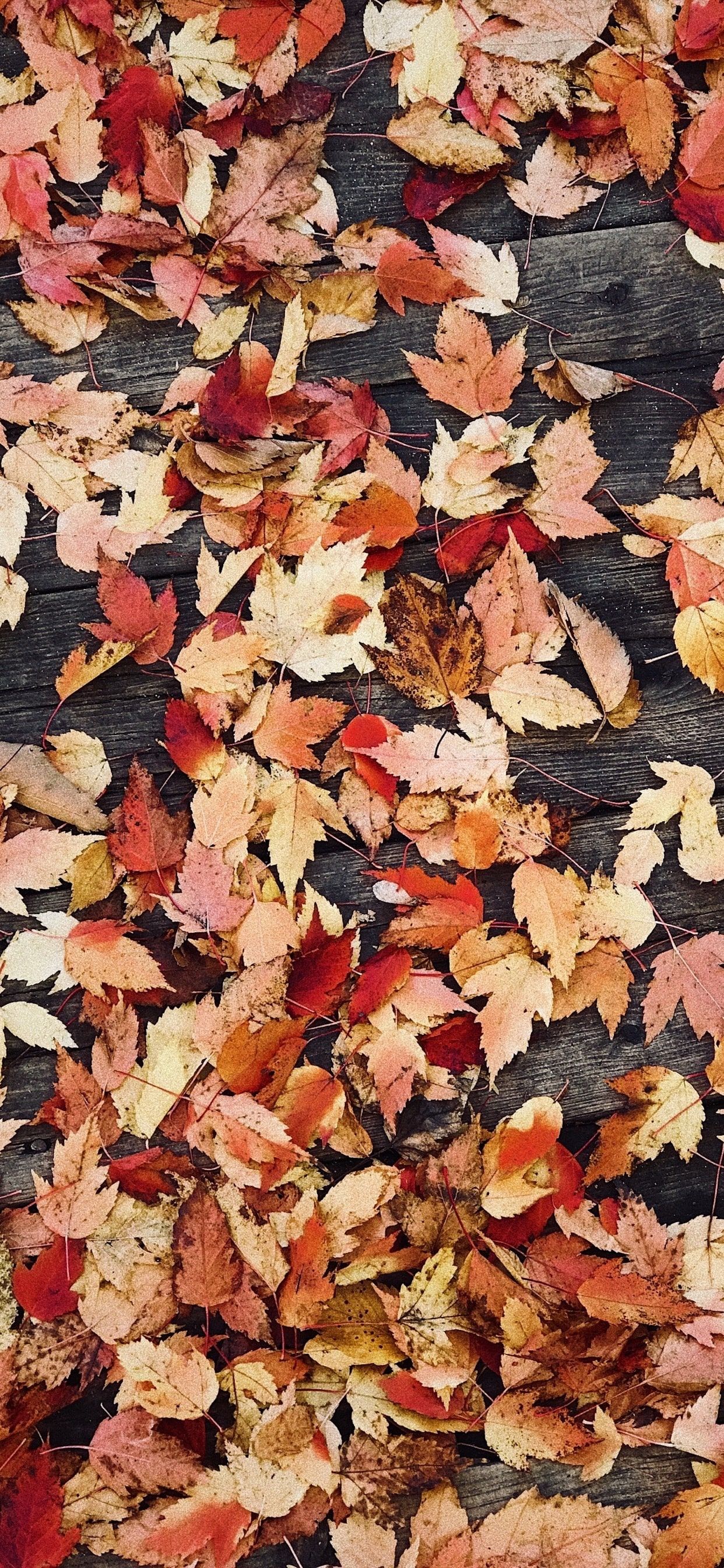Foglie autunnali su legno, 1242x2688 Full HD Verticale, Smartphone
