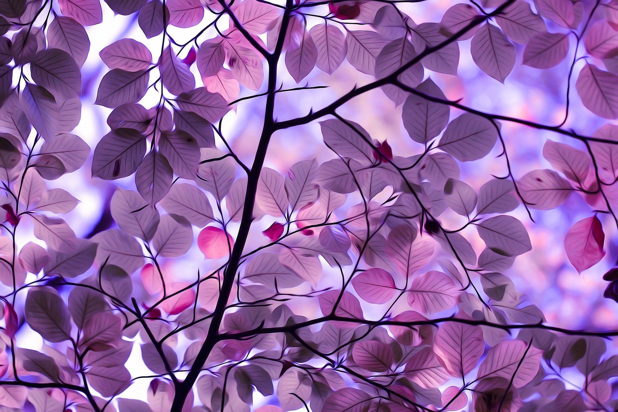 Foglie viola con rami, 2048x1365 2K, PC