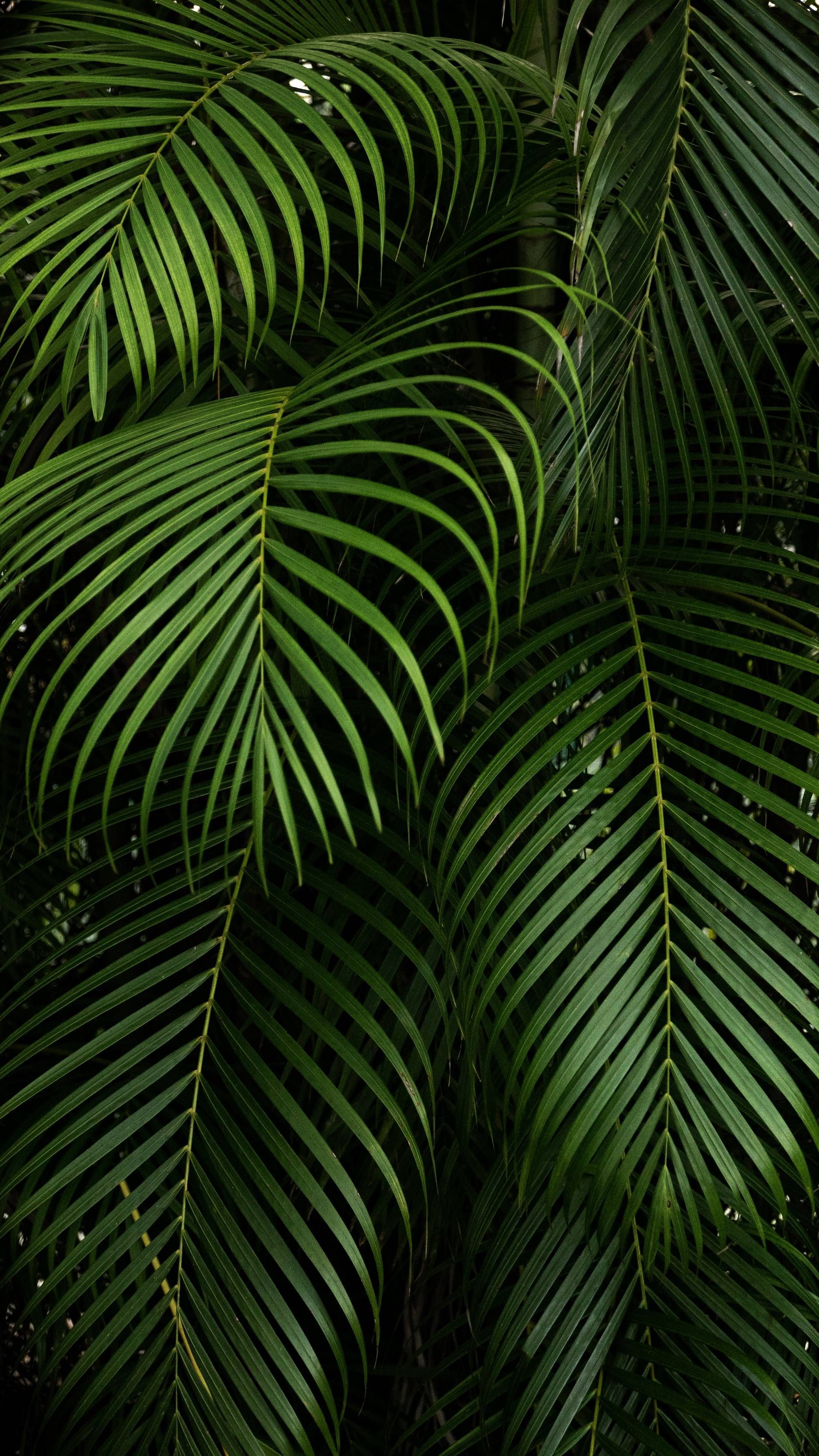 Foglie di palma verdi, 2160x3840 Full HD Verticale, Smartphone
