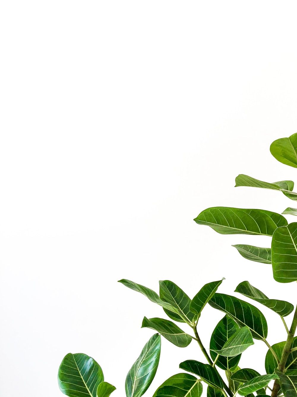 Pianta ficus lyrata sfondo bianco, 1000x1334 Full HD Verticale, iPhone