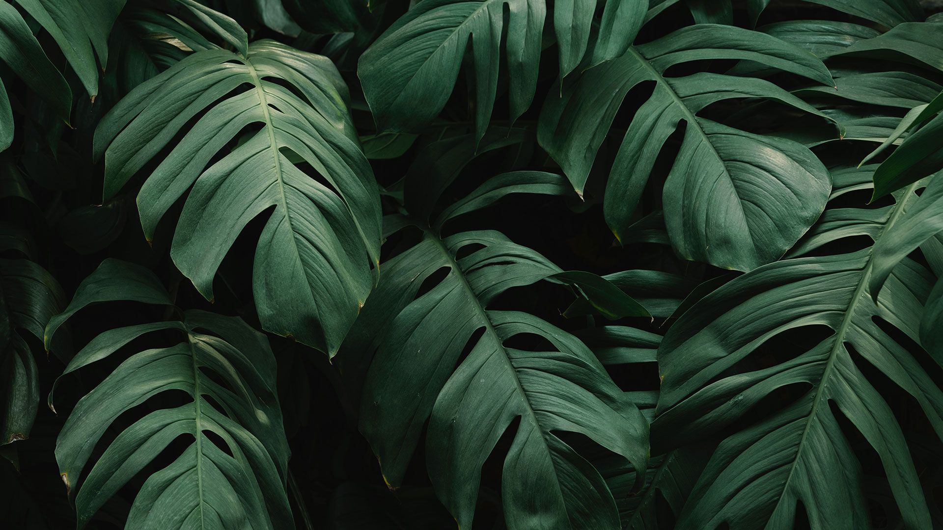 Foglie di monstera verde scuro, 1920x1080 Full HD, PC