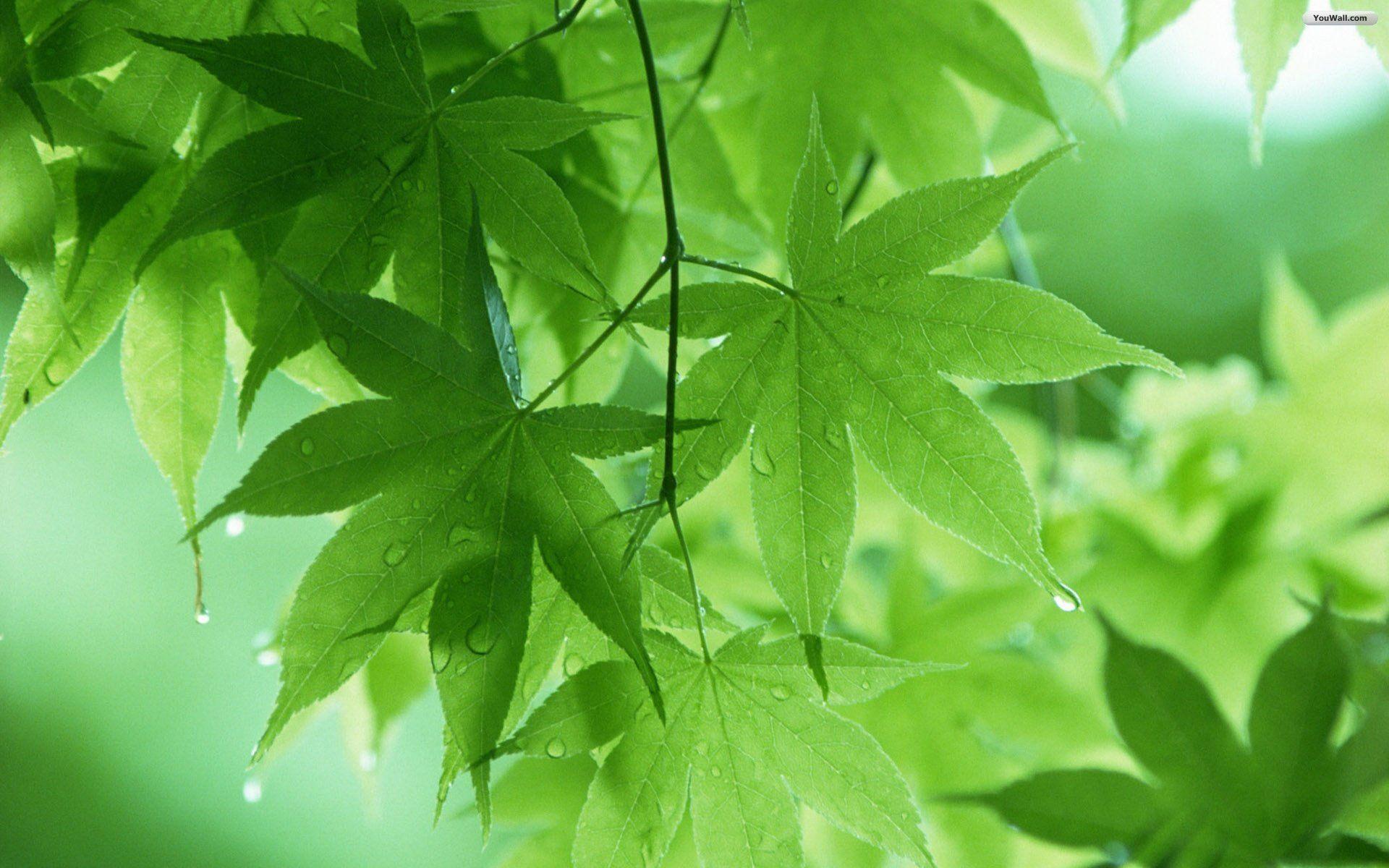 Foglie verdi di acero con rugiada, 1920x1200 Full HD+, Desktop