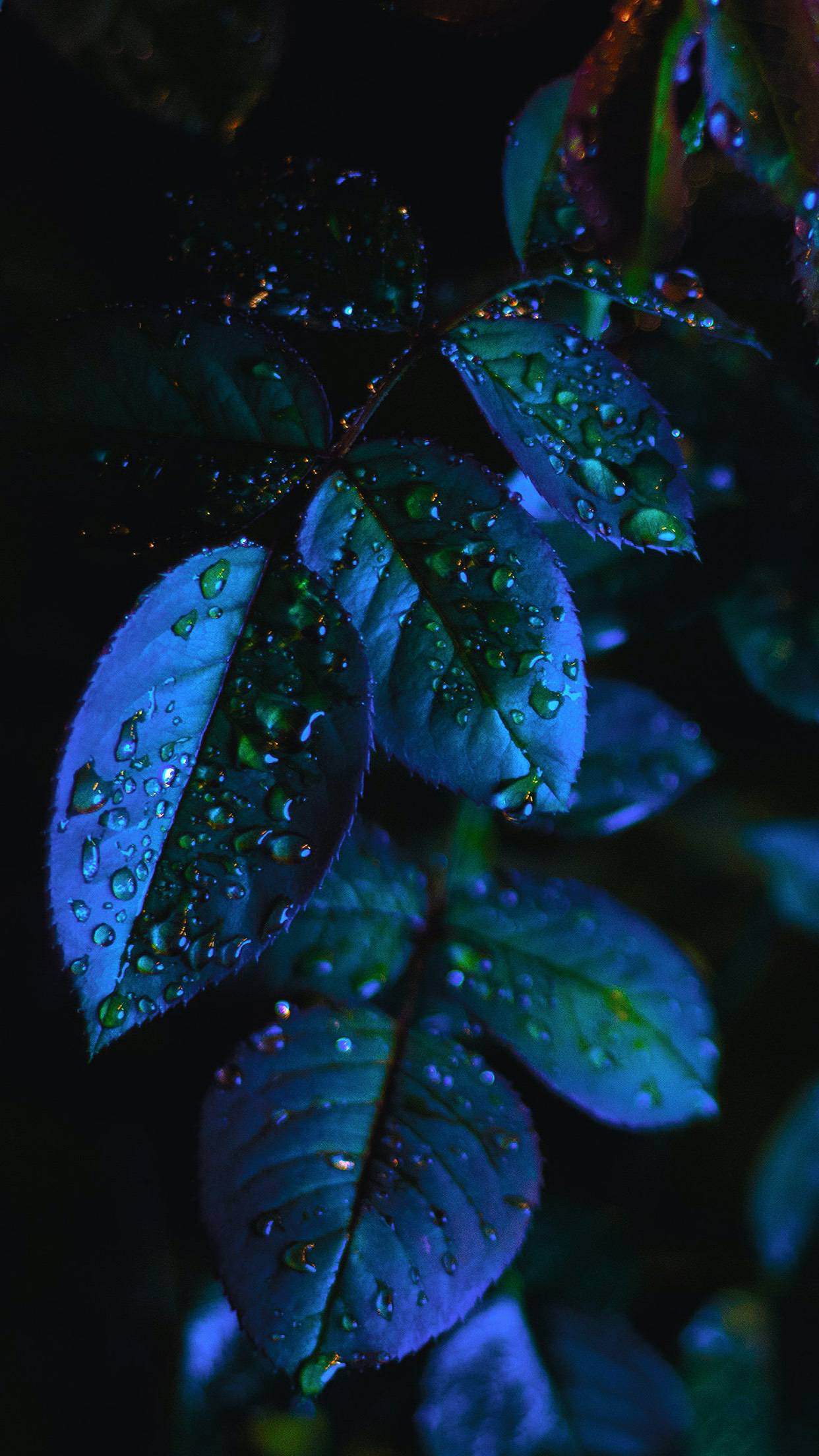 Foglie blu con gocce d'acqua, 1242x2208 Verticale, Telefono