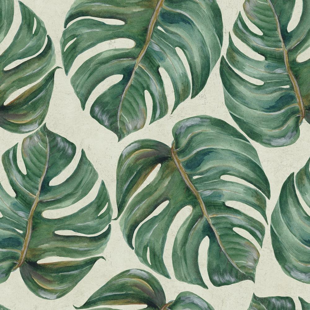 Foglie tropicali verdi Monstera, 1000x1000 HD, Desktop