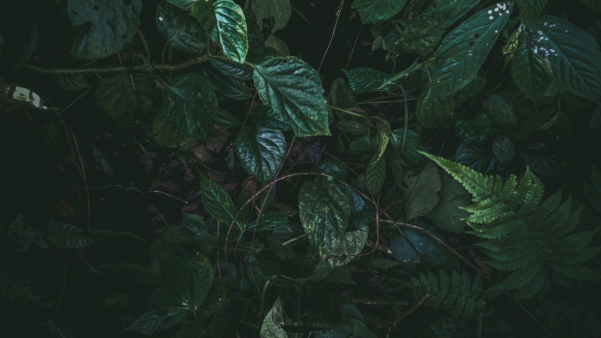 Foglie verdi scure fitte, 1920x1080 1080p, Laptop