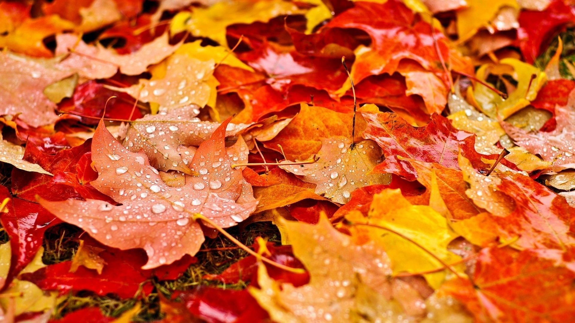 Foglie autunnali con gocce d'acqua, 1920x1080 Full HD, PC Desktop