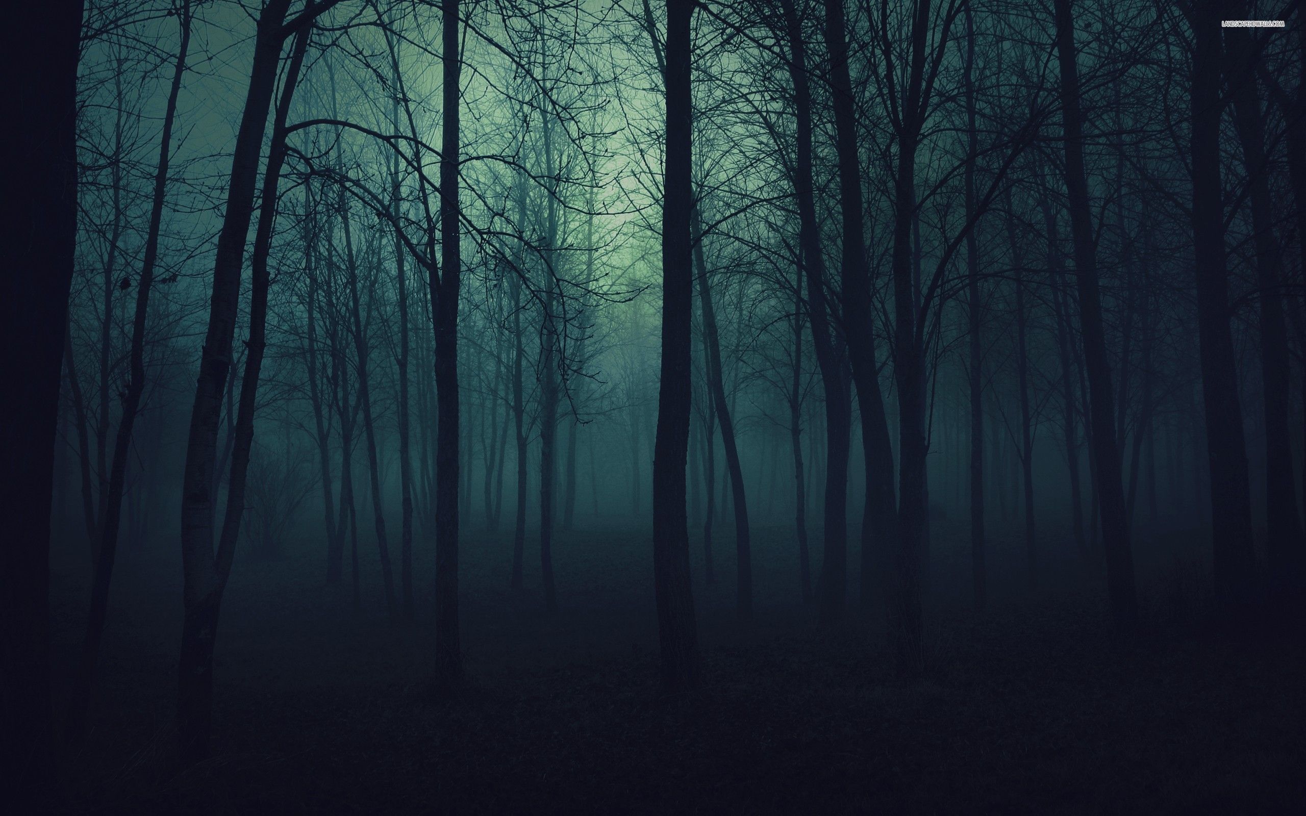 Foresta scura di notte, 2560x1600 2K, Laptop