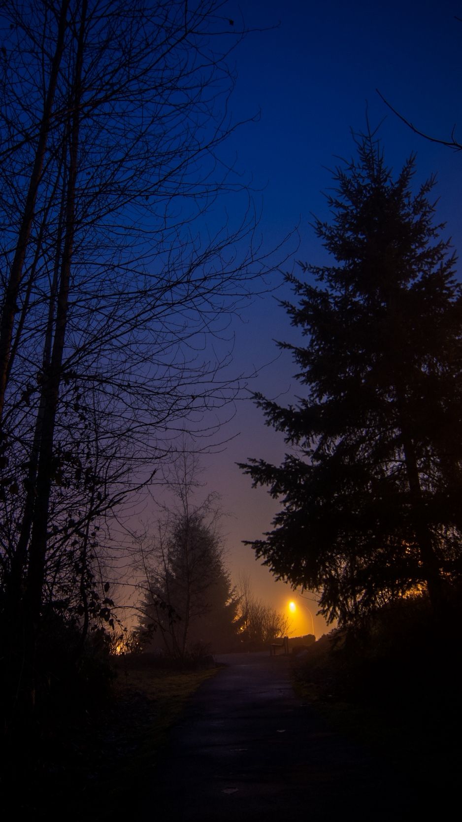 Foresta di notte con nebbia, 938x1668 Full HD Verticale, iPhone