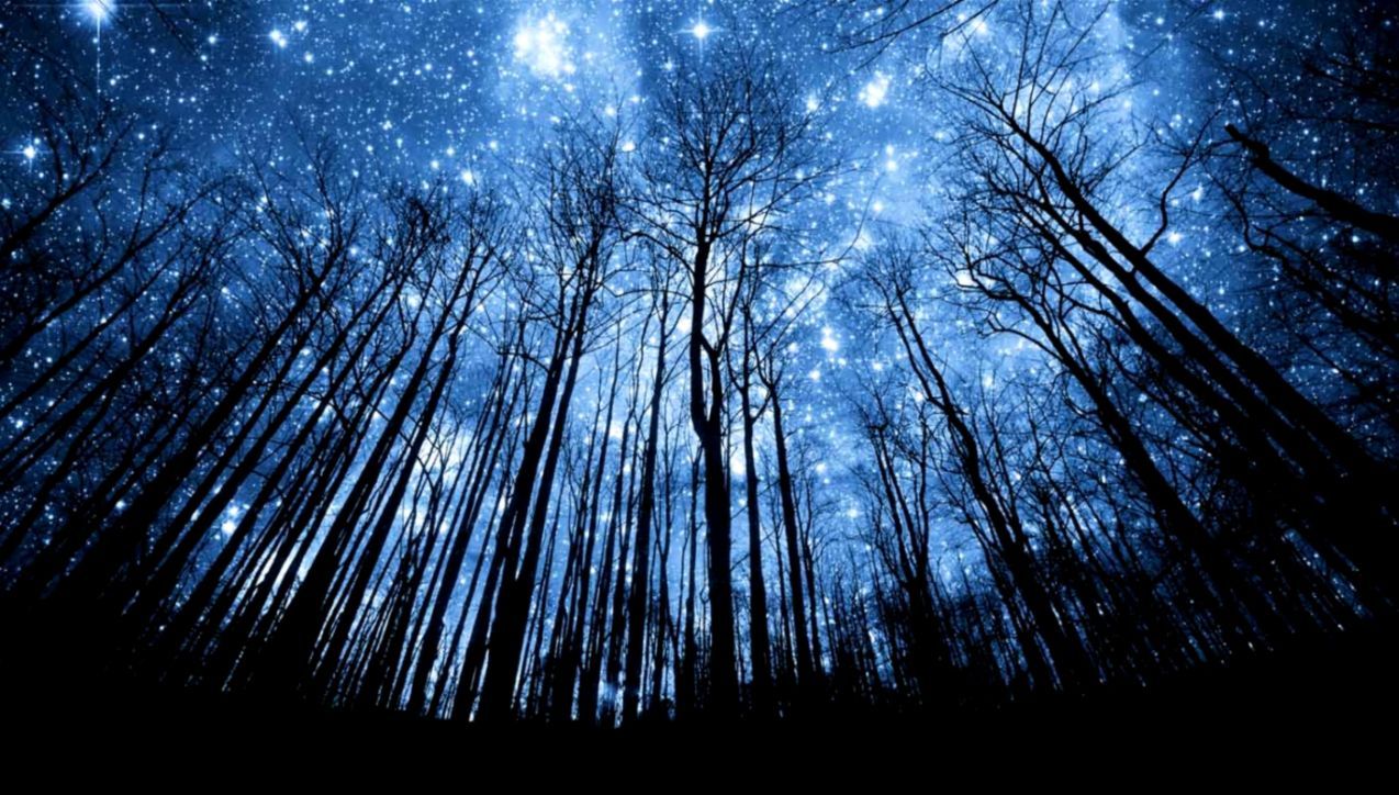 Foresta notturna con stelle, 1274x724 HD, Desktop