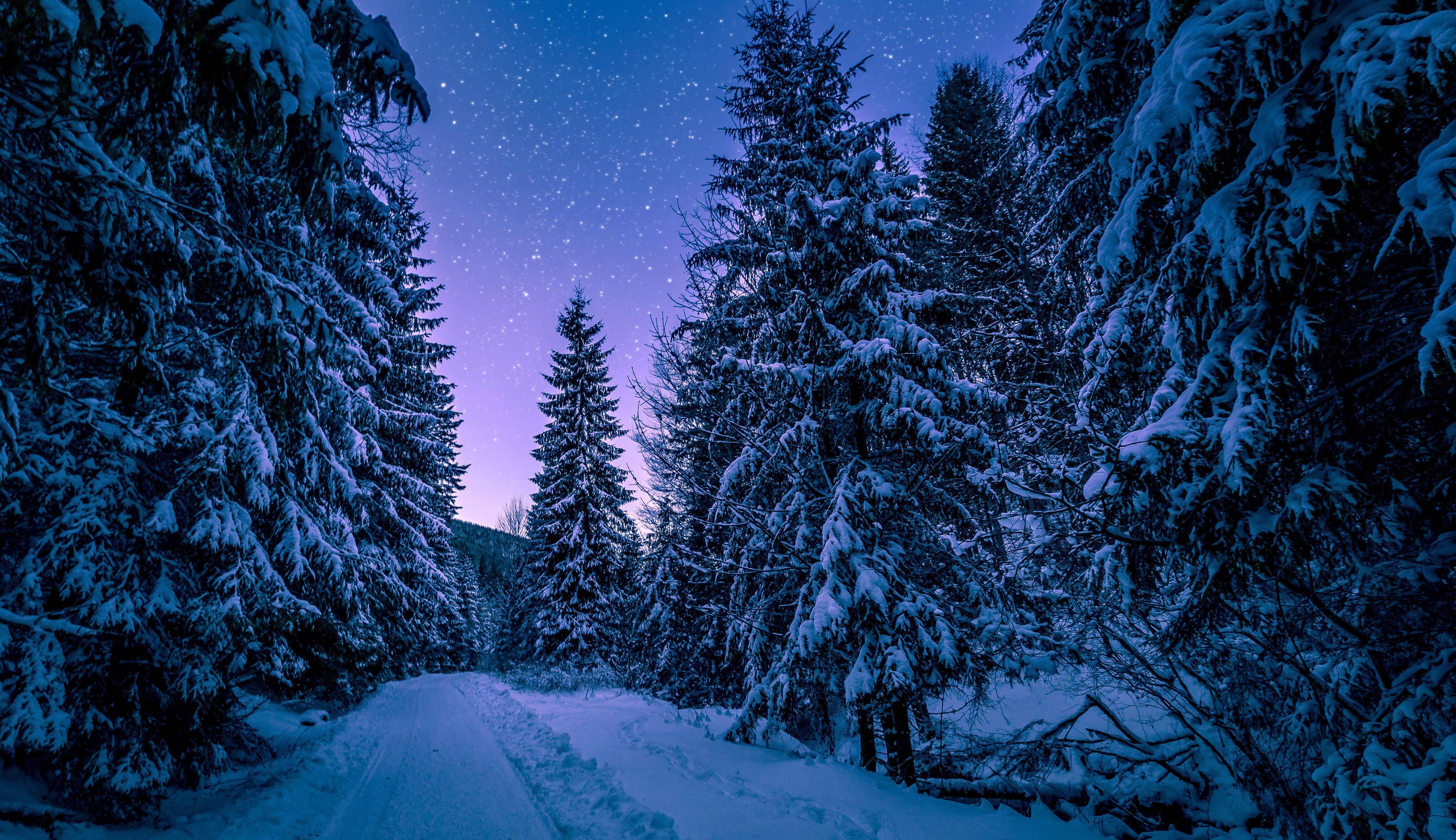 Foresta innevata di notte, 4608x2660 Ultra HD, Monitor 4K