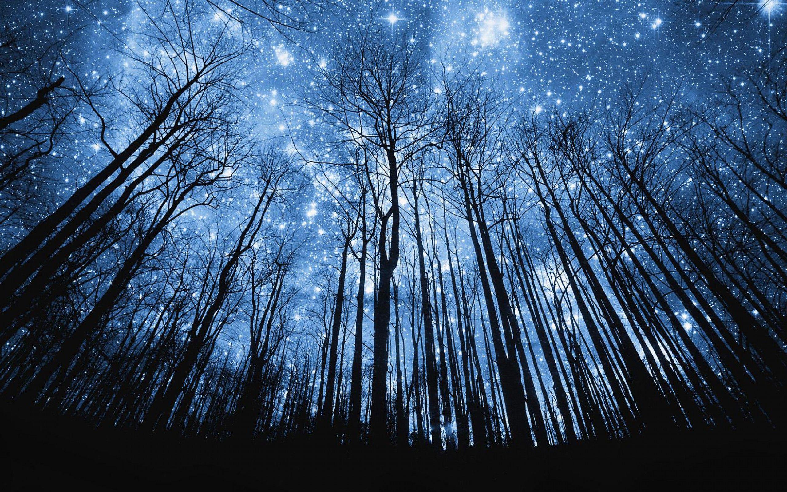 Foresta notturna con stelle, 2560x1600 2K+, Laptop