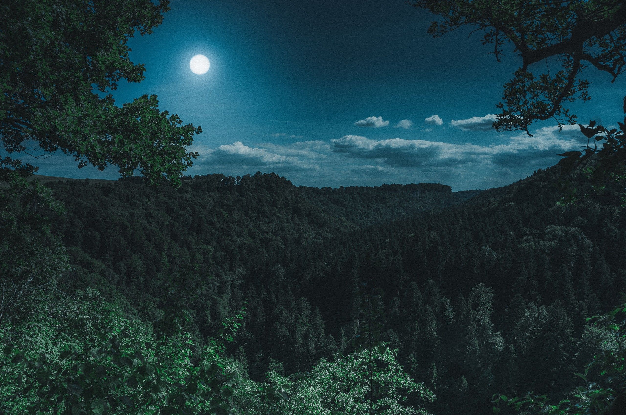 Foresta notturna con luna piena, 2560x1700 2K, Laptop
