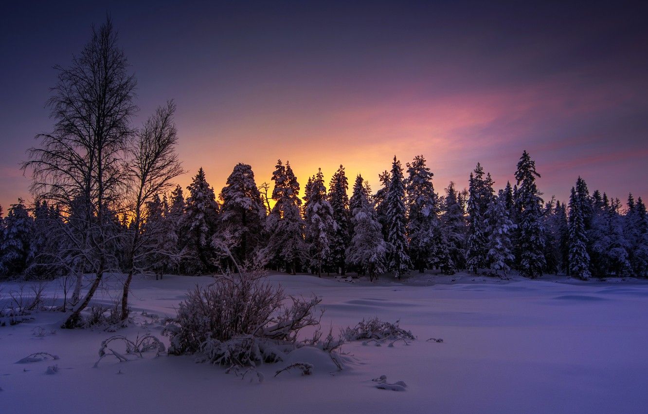 Foresta innevata al tramonto, 1332x850 720p, PC