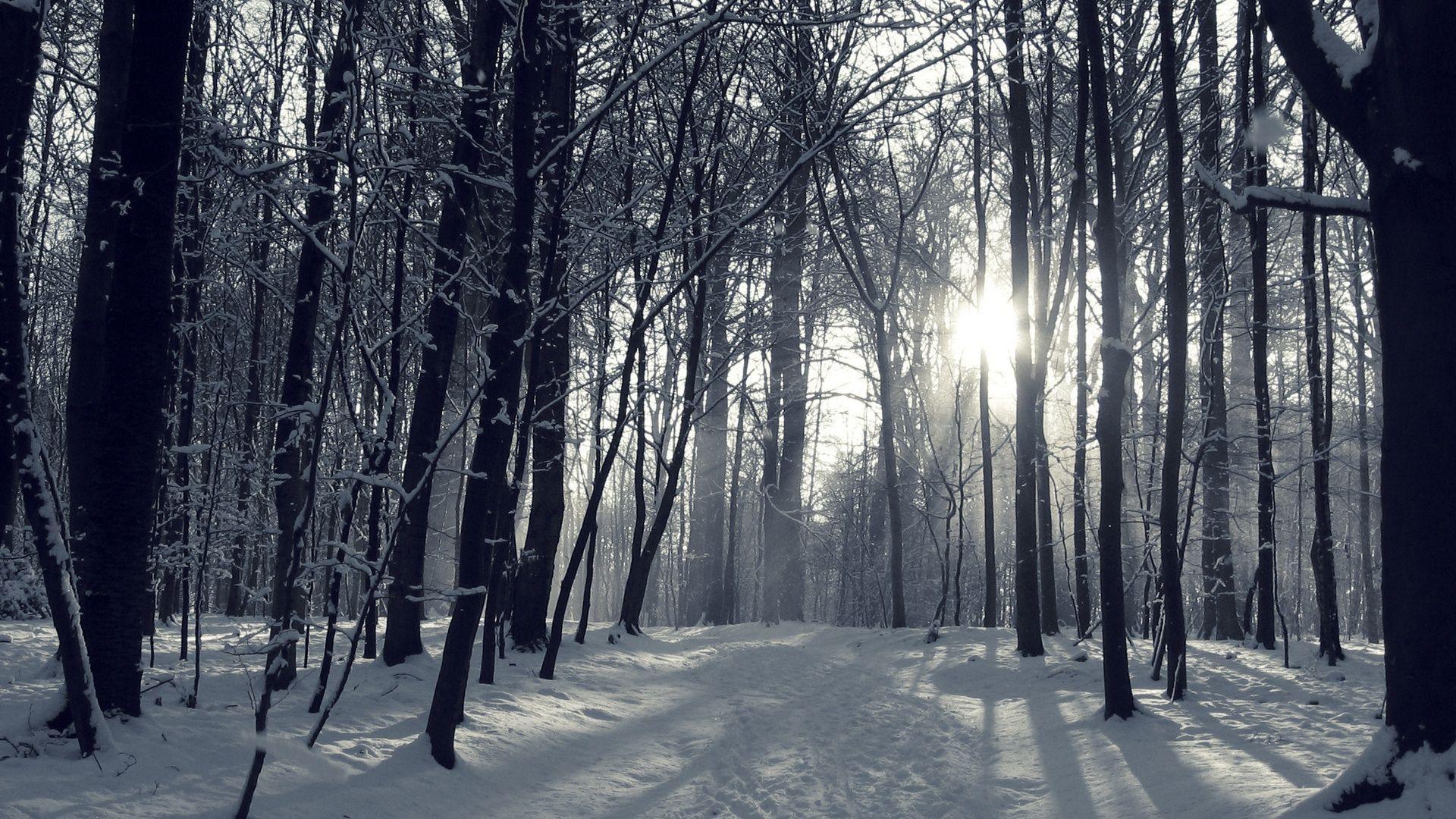 Foresta innevata con sole, 1920x1080 Full HD, PC Desktop