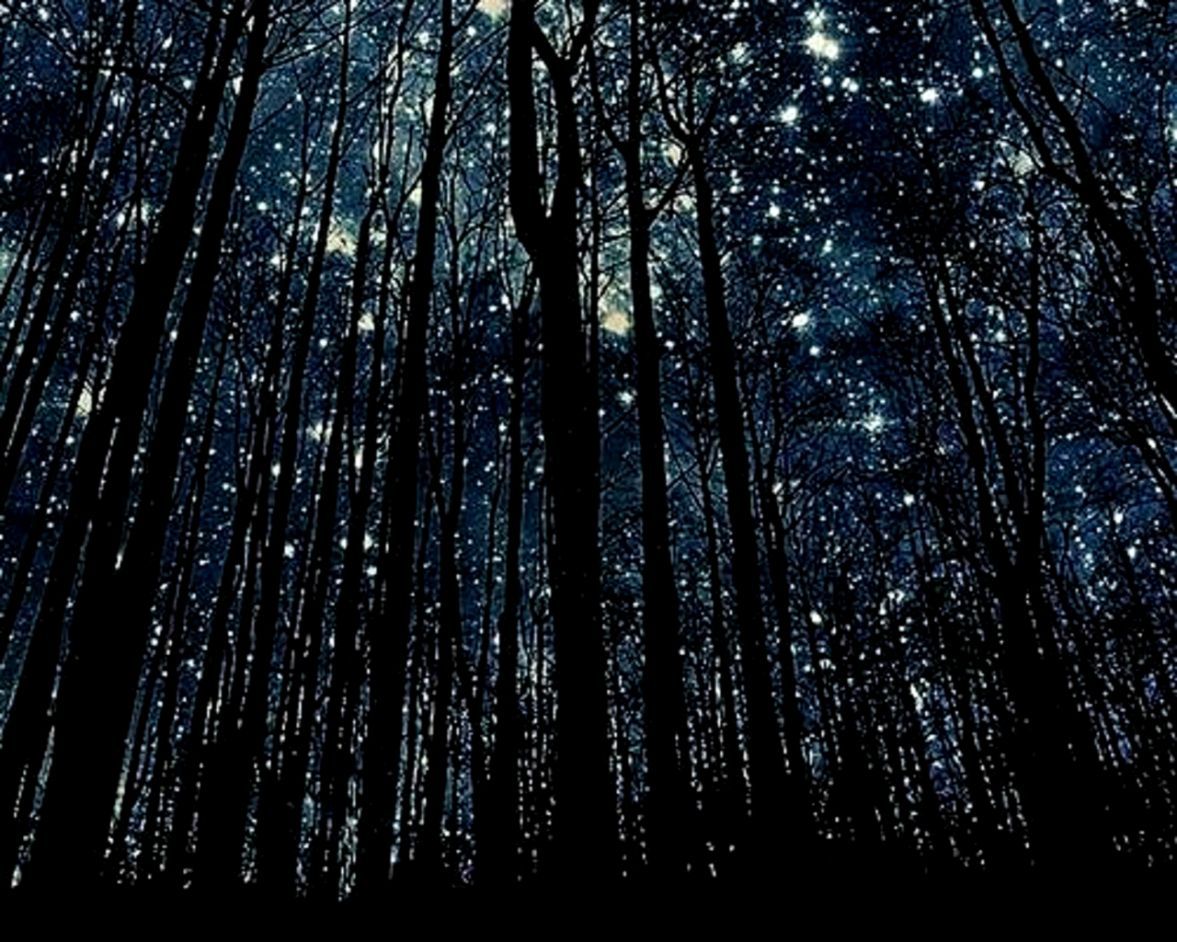 Foresta notturna con stelle, 1177x942 HD, Desktop